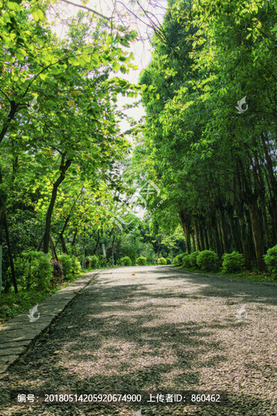 綠色樹林