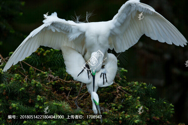 歡愛