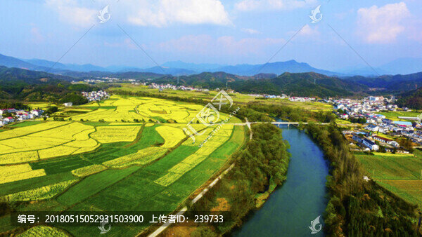 東莊油菜花寬幅