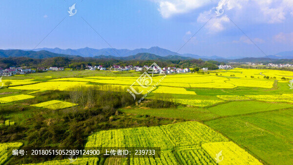 東莊油菜花寬幅