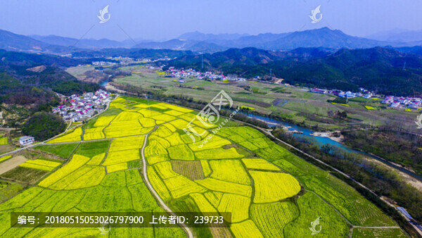 東莊油菜花寬幅