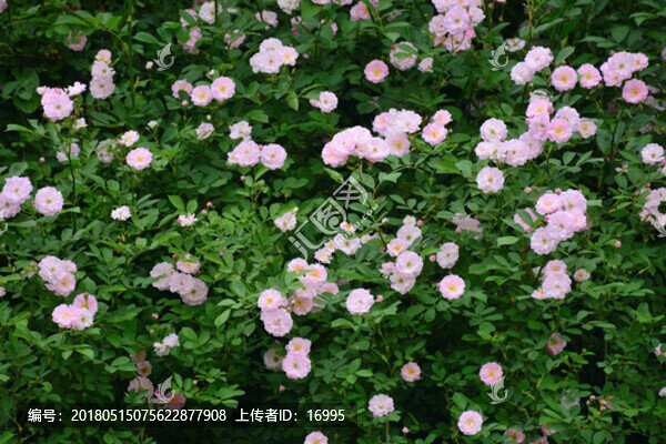 薔薇