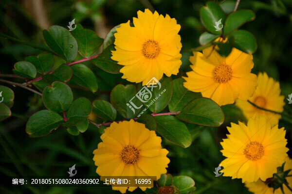 金雞菊