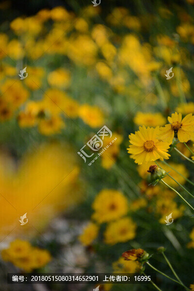 金雞菊