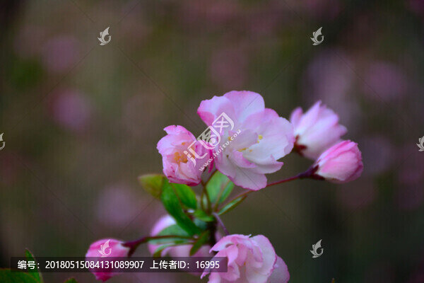 垂絲海棠,垂絲海棠花