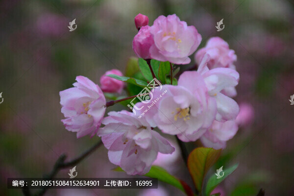 垂絲海棠,垂絲海棠花