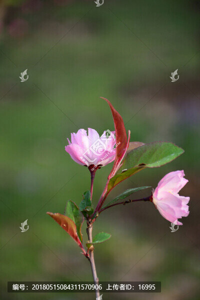 垂絲海棠,垂絲海棠花
