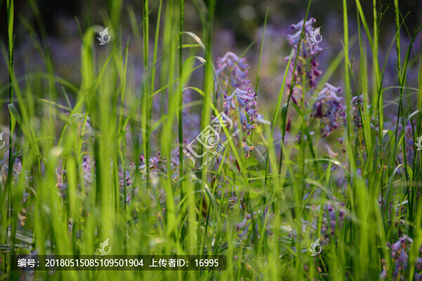 藍(lán)鈴花