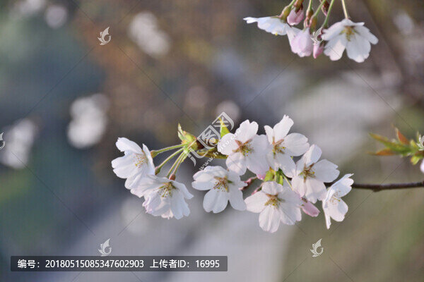 櫻花,白色櫻花