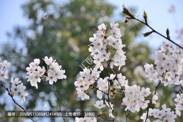 櫻花,白色櫻花