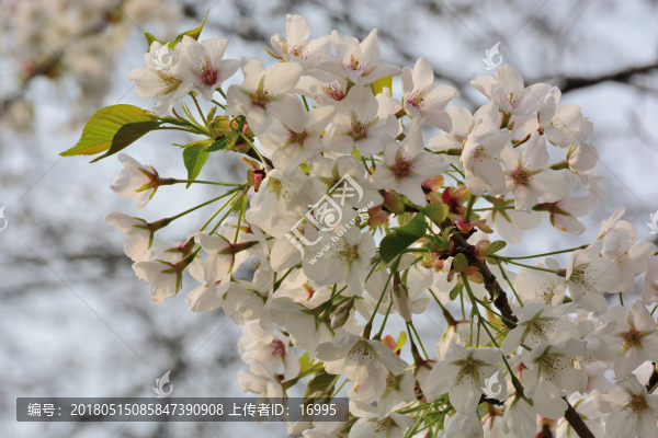 白色櫻花,櫻花樹