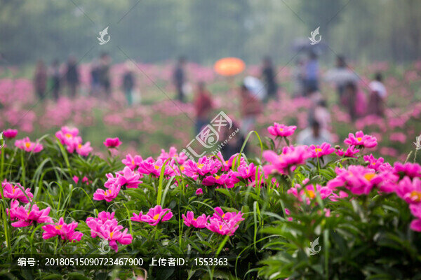 芍藥花中游