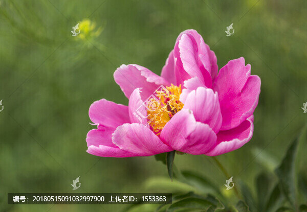 芍藥花