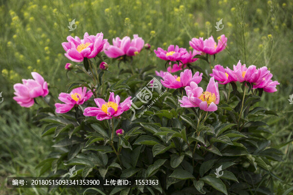 芍藥花與油菜花