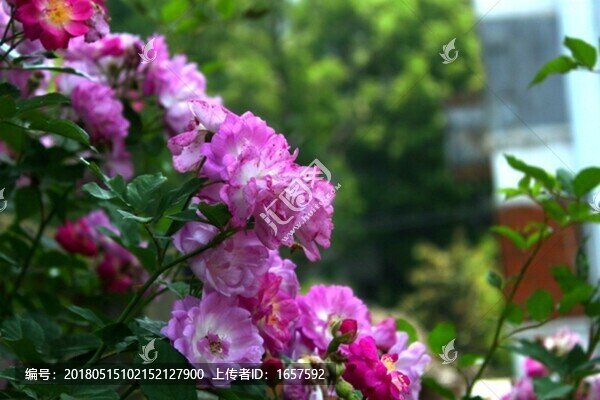 薔薇
