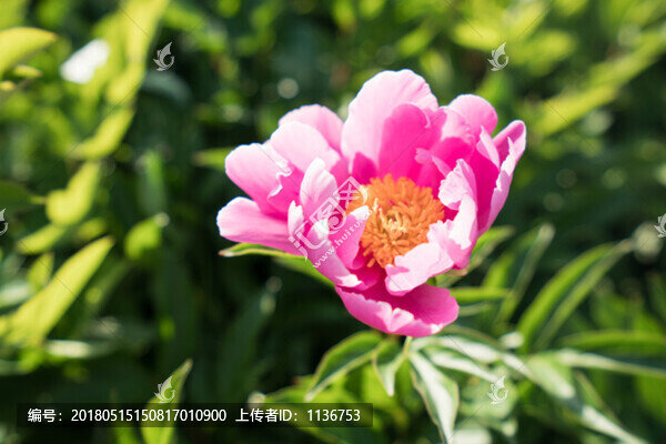 芍藥花