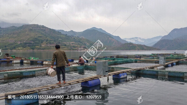 江邊養(yǎng)魚(yú)