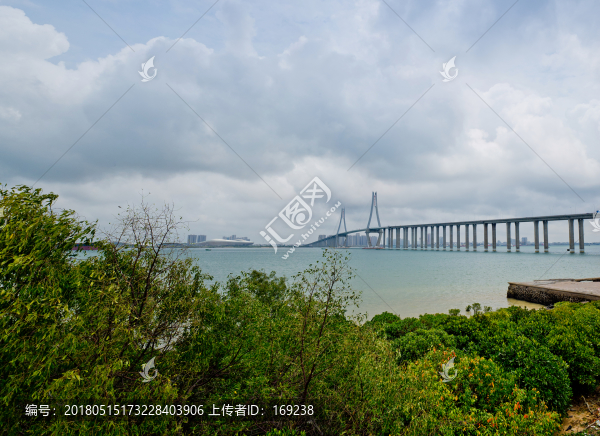海灣大橋,掉索大橋