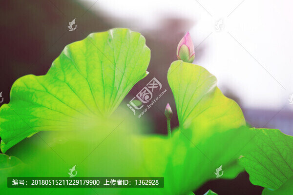 清清荷塘