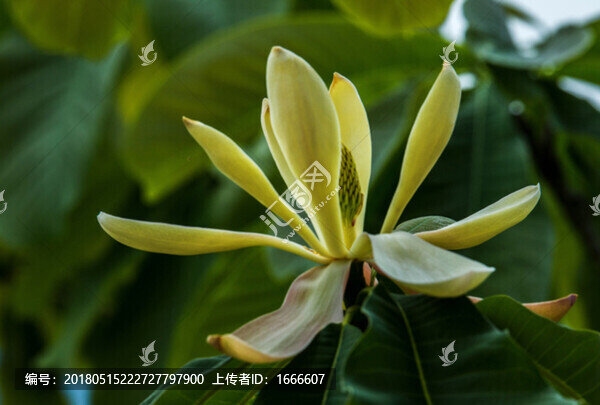 厚樸花