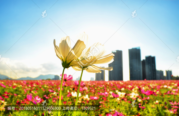 陽光花海