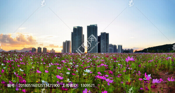 黃昏花海