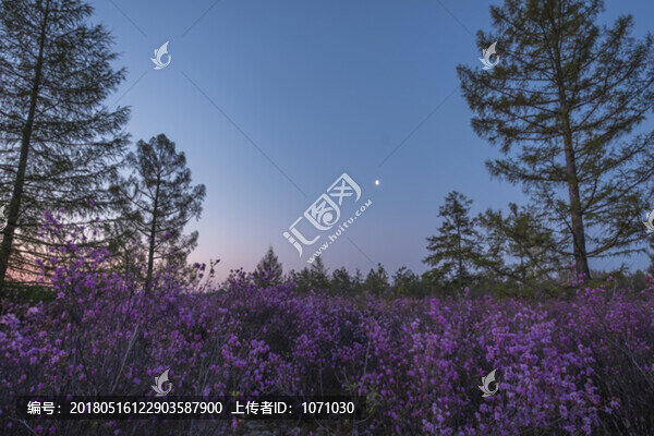達(dá)爾濱湖杜鵑花