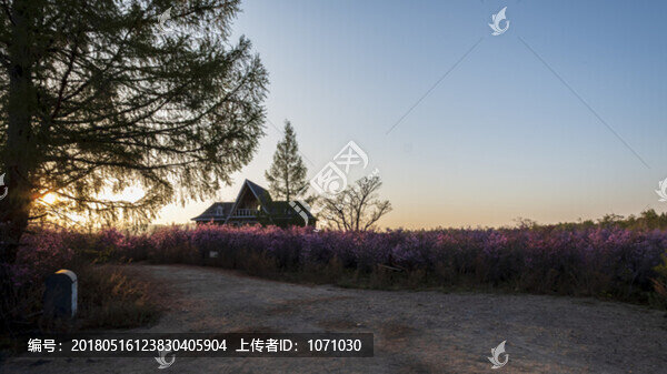 達爾濱湖杜鵑花