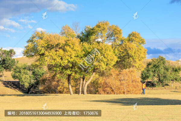 壩上草原的樹