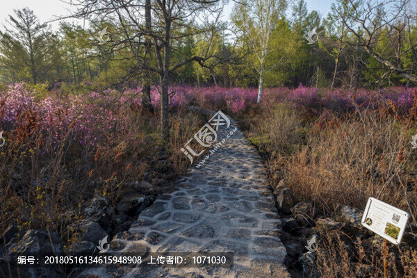 花叢小路