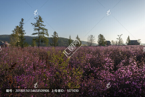 花海別墅