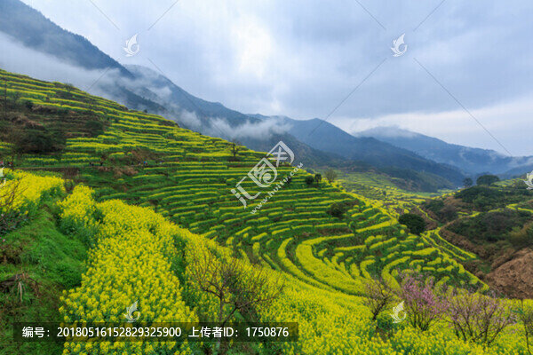 篁嶺油菜花田