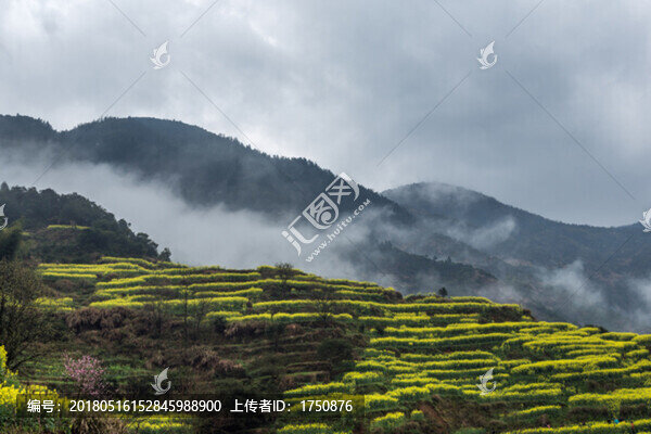 篁嶺油菜花田