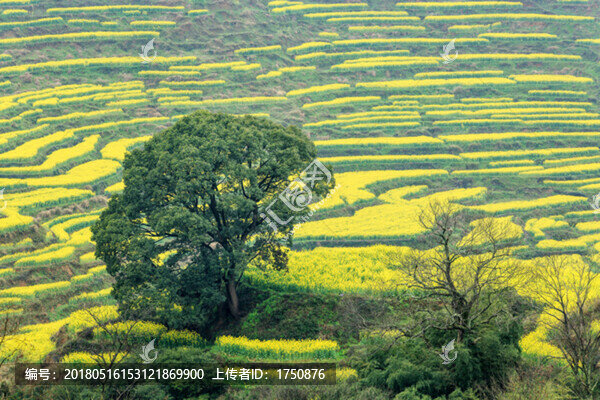 油菜花開(kāi)