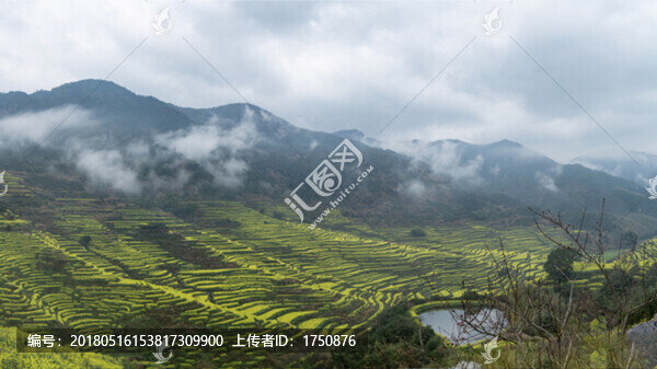篁嶺春色