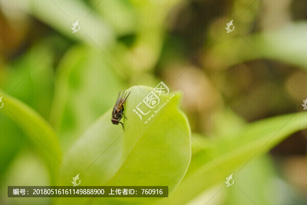蒼蠅