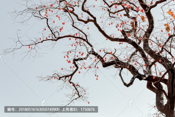 柿柿如意
