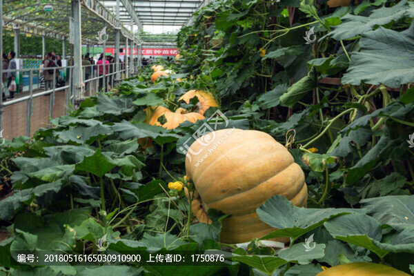 巨型南瓜