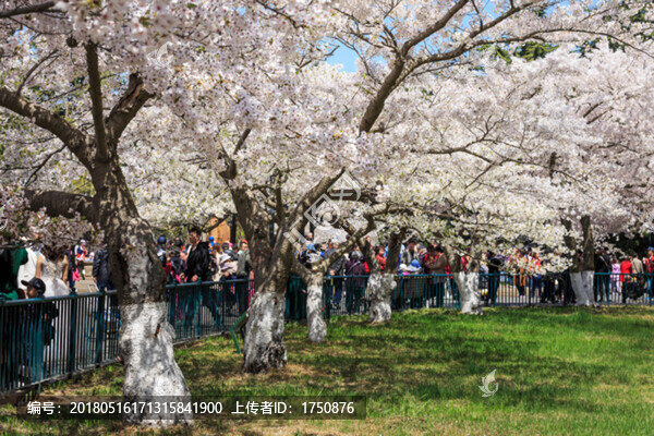 櫻花爛漫