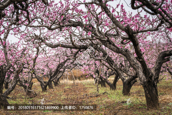 桃花盛開(kāi)的地方