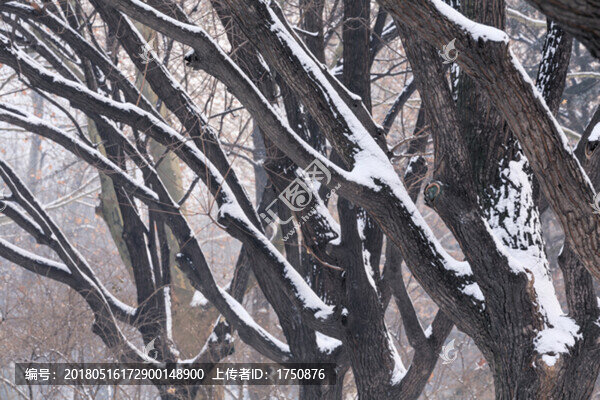 公園雪景