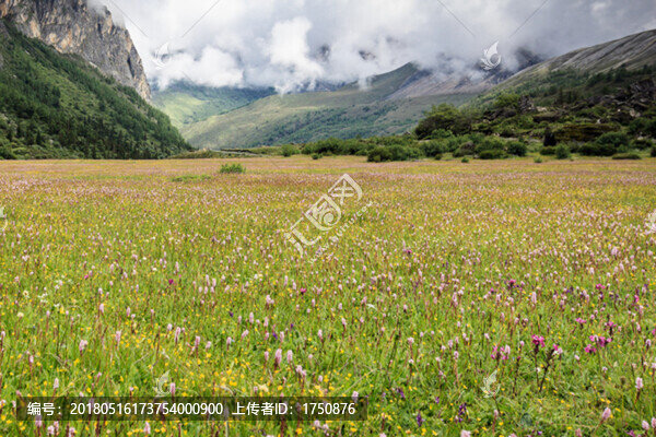 高山草甸風(fēng)光