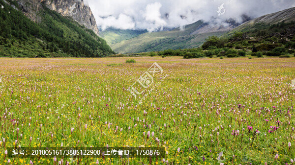 高山草甸風(fēng)光