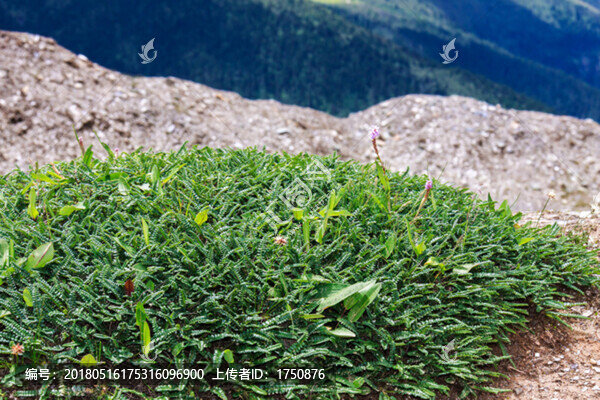 高原花草