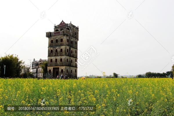 油菜花