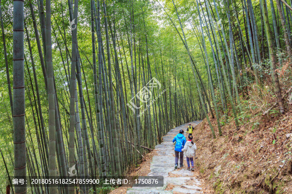 竹林美景