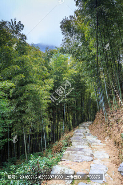 竹林美景