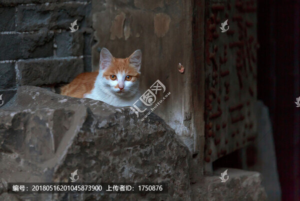 門(mén)口的貓咪