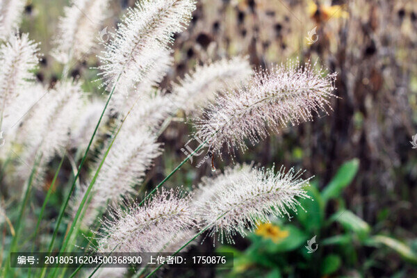 馬尾草