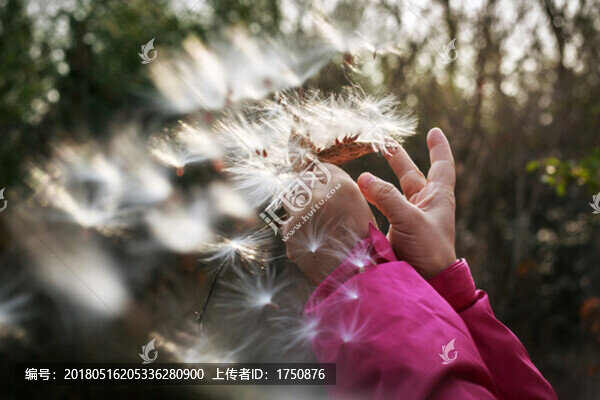 飄絮